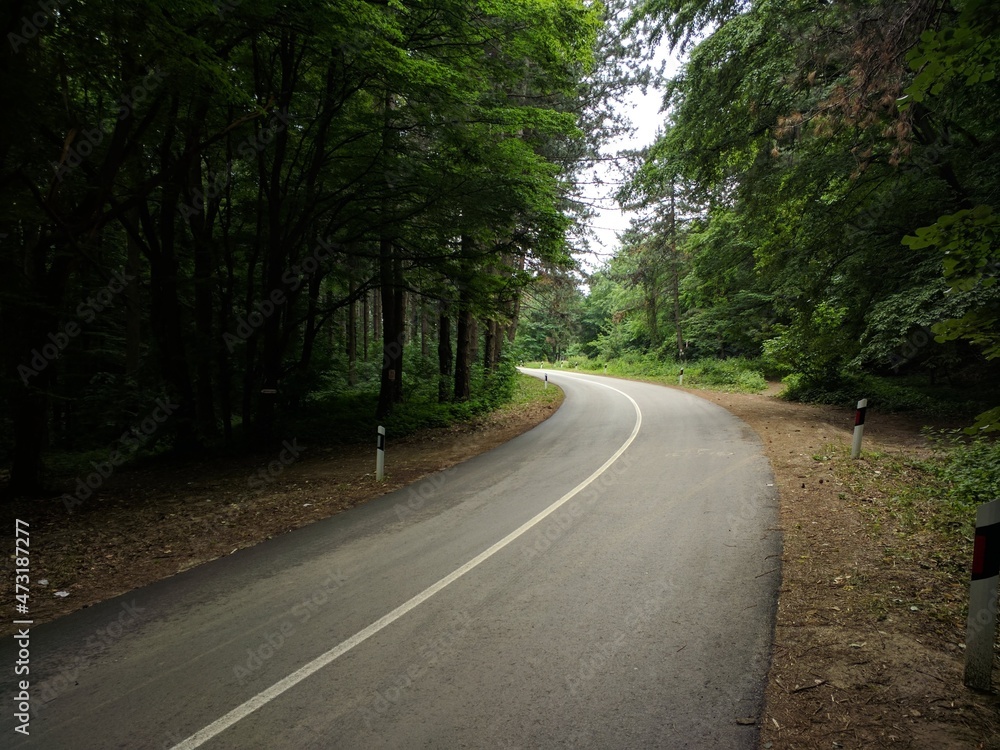 The road in the Austrian forest
