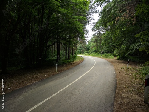 The road in the Austrian forest