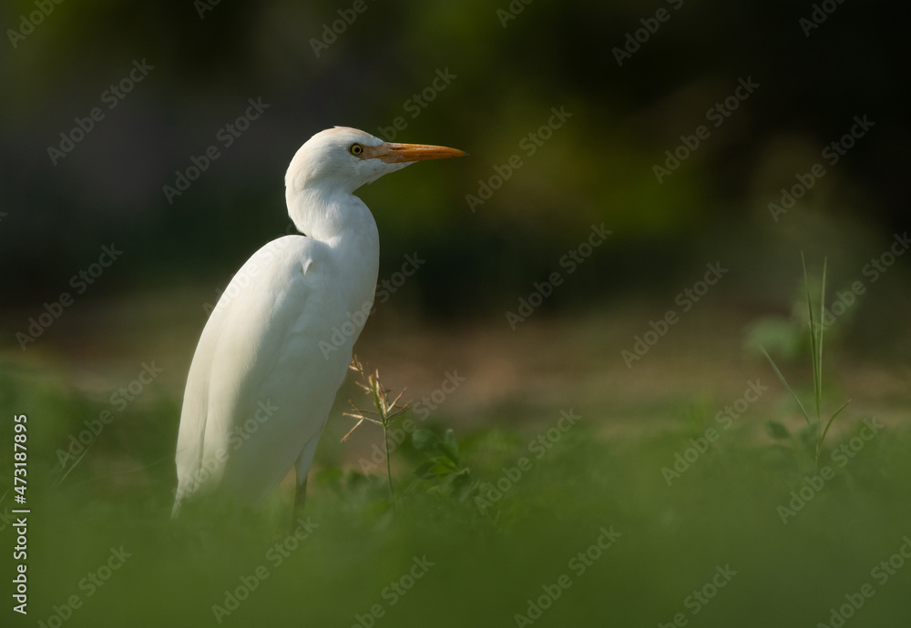 Portrait of a Cattle Egret at Buri farm, Bahrain Portrait of a Cattle Egret at Buri farm, Bahrain
