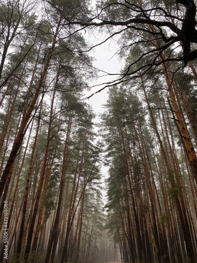 Obraz premium trees in the forest