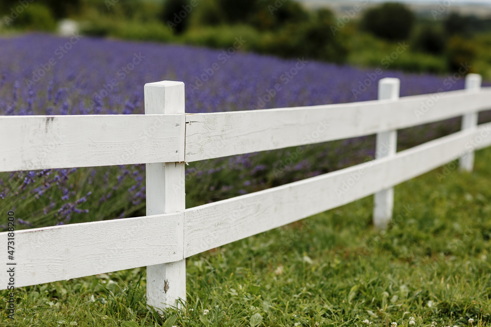 lavender field surrounded by a white wooden fence ,Provence, Beautiful image of lavender field.Lavender flower field, image for natural background.Very nice view of the lavender fields. lavender field surrounded by a white wooden fence ,Provence, Beautiful image of lavender field.Lavender flower field, image for natural background.Very nice view of the lavender fields.