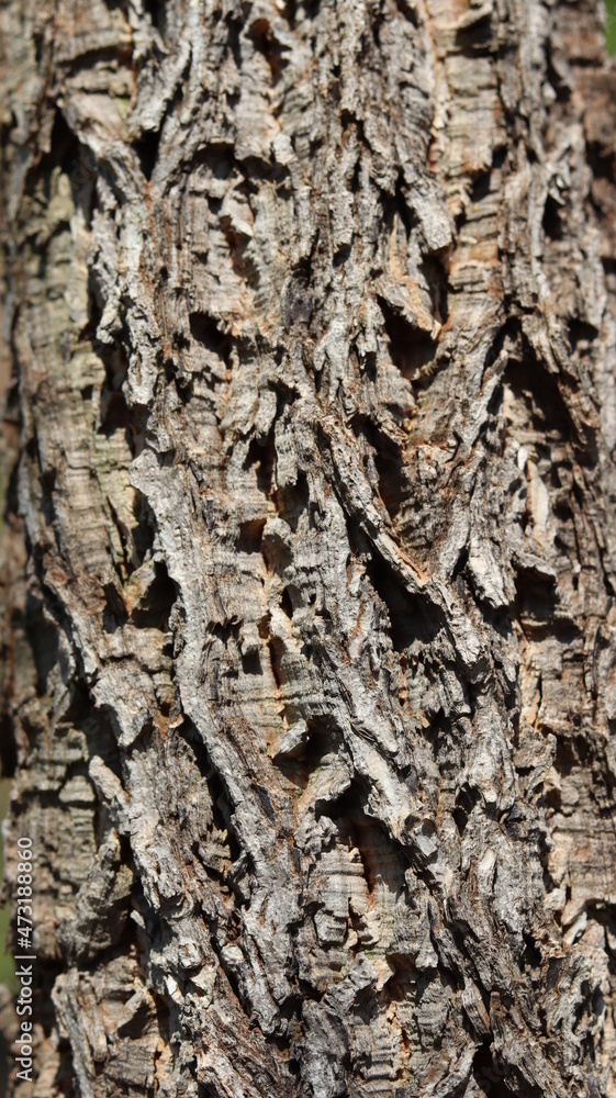 Texture for background, bark of trees. Old wood texture. Texture for background, bark of trees. Old wood texture.