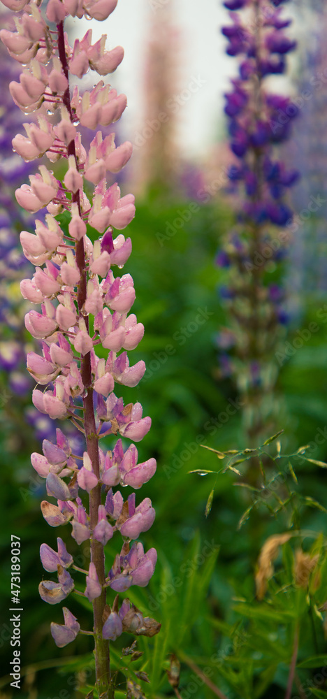 Fototapeta premium rain on a pink lupine
