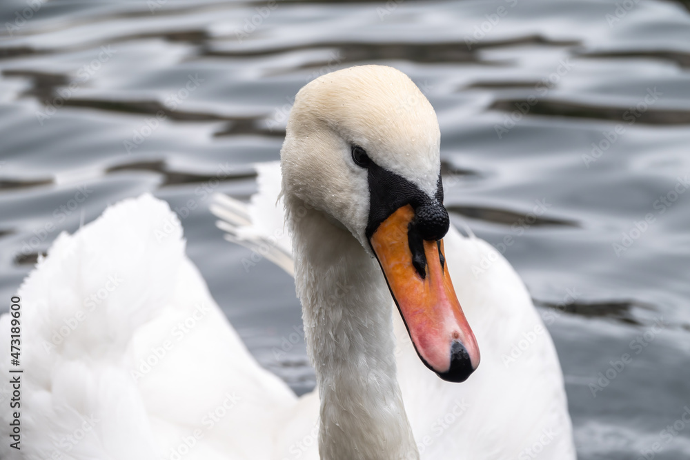 Portrait of a graceful white swan with long neck on dark water background. Portrait of a graceful white swan with long neck on dark water background.
