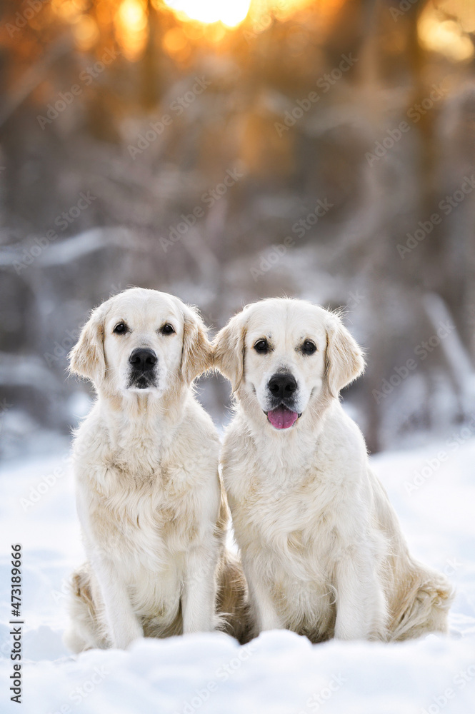 two golden retriever dogs portrait outdoors in winter at sunset