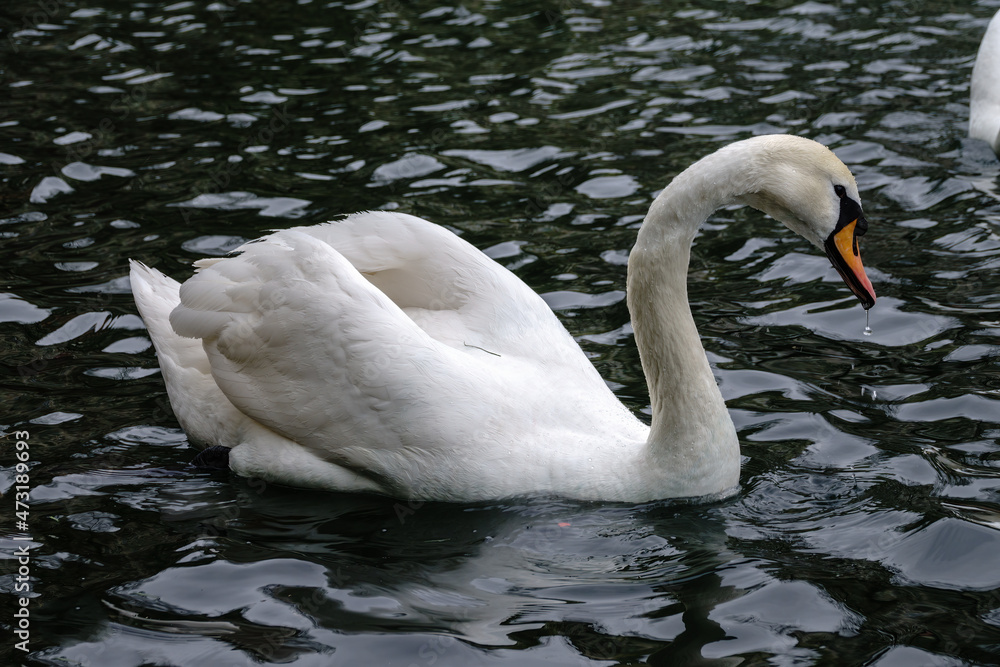 Naklejka premium A graceful white swan swimming on a lake with dark water. The white swan is reflected in the water