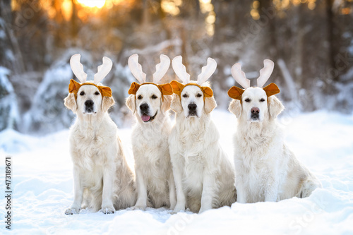 Photography four funny golden retriever dogs wearing reindeer antlers for Christmas and sitt