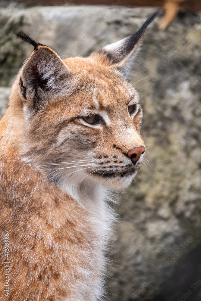 Fototapeta premium Portrait of The Eurasian lynx close-up, lat. Lynx lynx