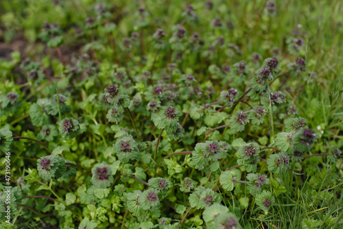 close up of a grass