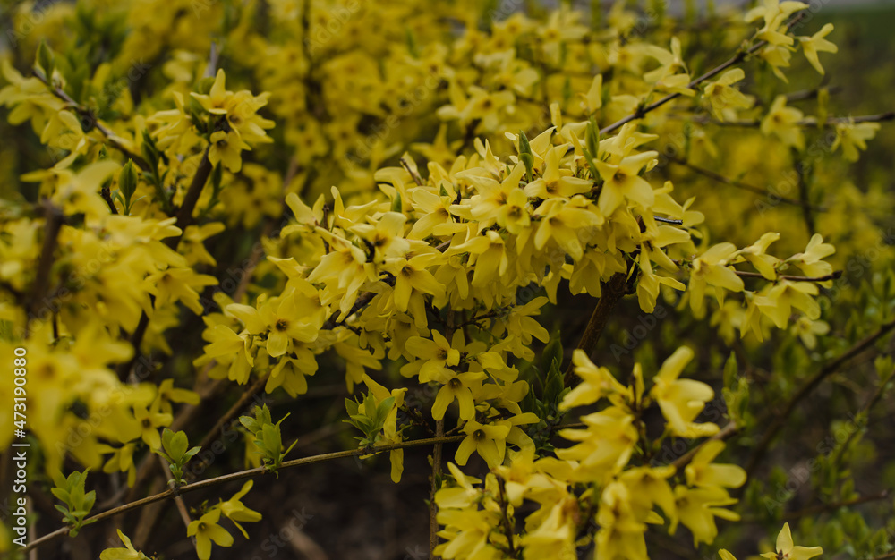 yellow flowers in the garden yellow flowers in the garden