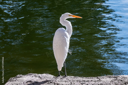 Egret next to lake in subur...