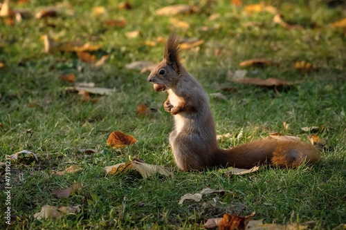 Beautiful squirrel on the grass with nut in the maw. Detail in the autumn. Poland © Jiri Dolezal