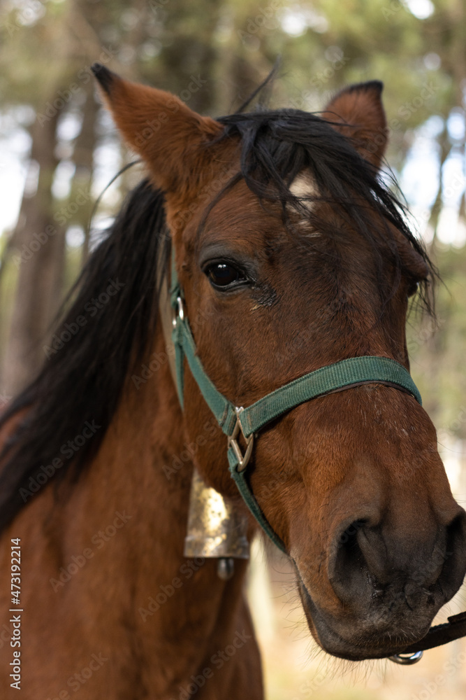 vertical image of the head of a brown horse