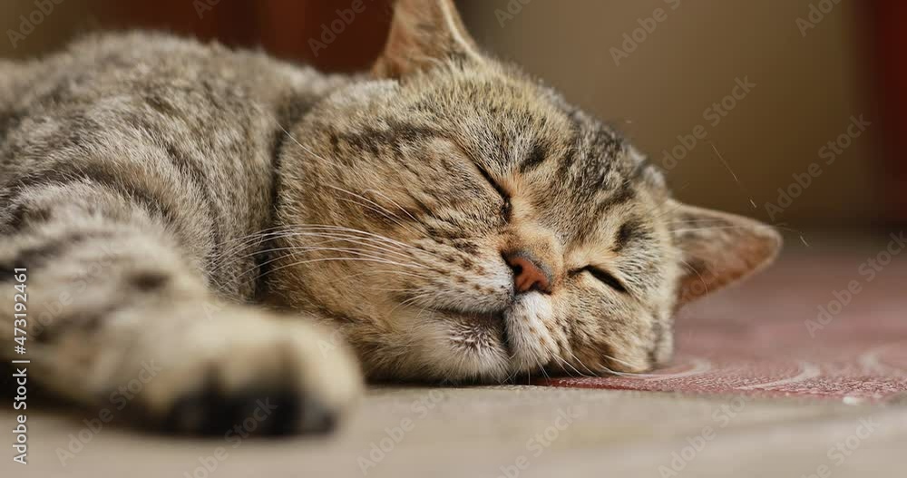 Close up portrait of a tabby british cat looking around. Home British, thoroughbred cat resting, closing and opened eyes. Big green eyes, head, nose, ears, mustache animal. Close up. Funny pets. 4k. Close up portrait of a tabby british cat looking around. Home British, thoroughbred cat resting, closing and opened eyes. Big green eyes, head, nose, ears, mustache animal. Close up. Funny pets. 4k.