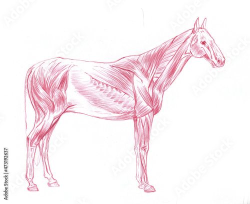 Anatomical sketch of horse's muscular system on white background