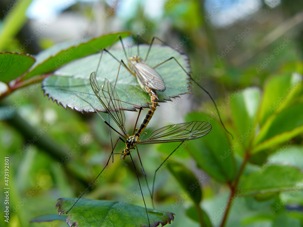 mosquitos