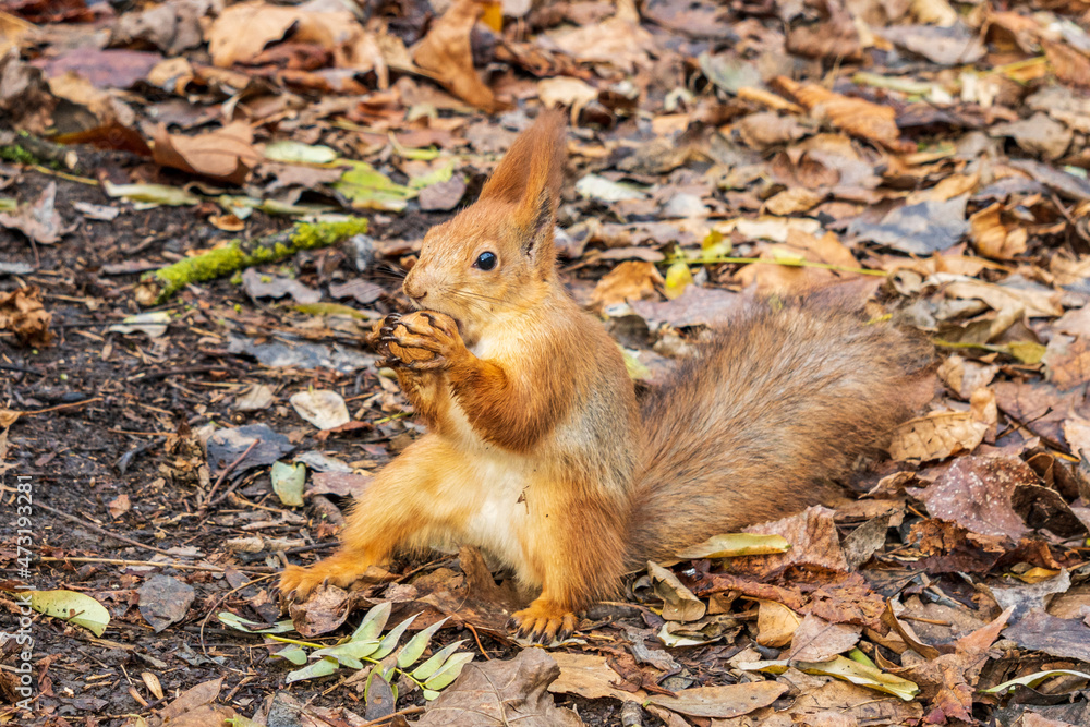 red squirrel holding walnut in a autumn park with yellow leaves red squirrel holding walnut in a autumn park with yellow leaves
