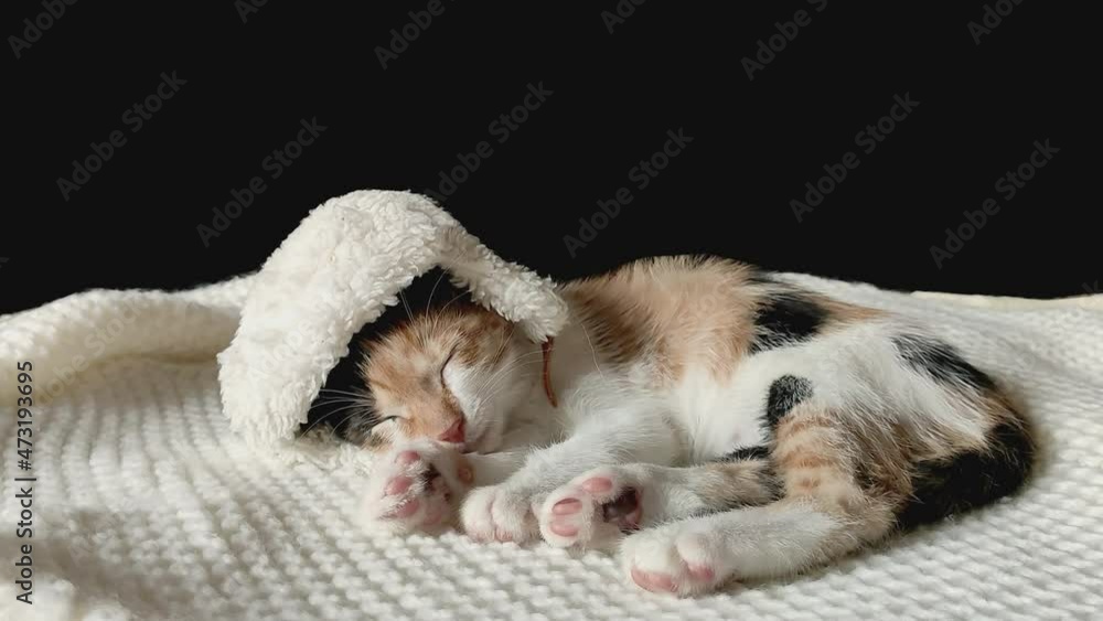 A young, charming tricolor cat in a winter cap is sleeping on a blanket. Close up A young, charming tricolor cat in a winter cap is sleeping on a blanket. Close up