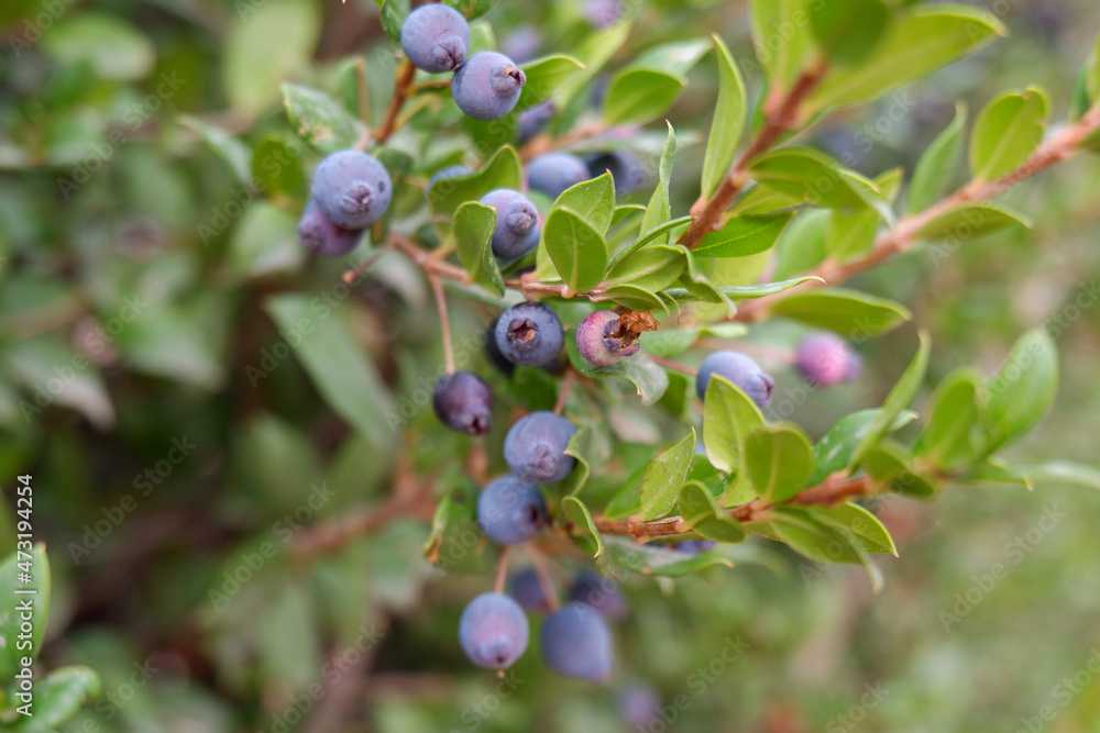 blueberries on a branch blueberries on a branch