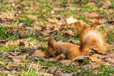 red squirrel is looking for food in the autumn park with yellow leaves