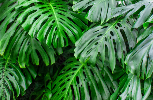 Monstera. Large green leaves of a tropical plant.