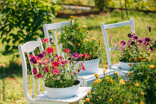 Decorative Wooden Chairs Equipped Basket Flowers Garden In Sunny Summer Day. Summer Flower Bed With Petunias. Landscaping  Garden Decor. Close Up  Detail