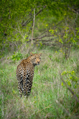 Portrait of leopard in Sabi Sand