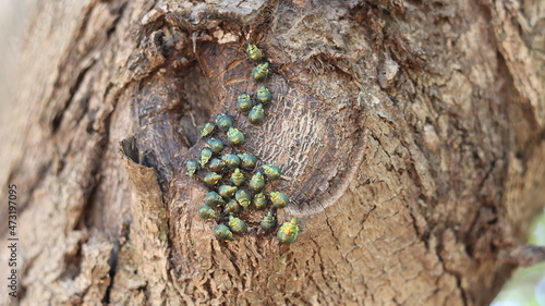 Green beetles family on a tree trunk. Green beetles gathering. Insects on the tree trunk.
