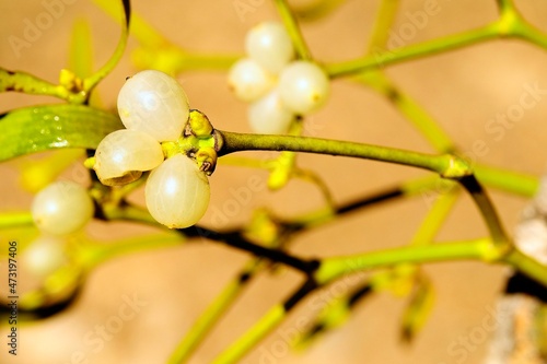 Viscum album, commonly called white mistletoe, is a semi-parasitic plant. photo
