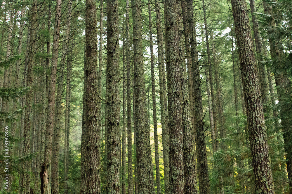 The mist covers the forest, Nanaimo, Vancouver Island, British Colombia, Bc The mist covers the forest, Nanaimo, Vancouver Island, British Colombia, Bc