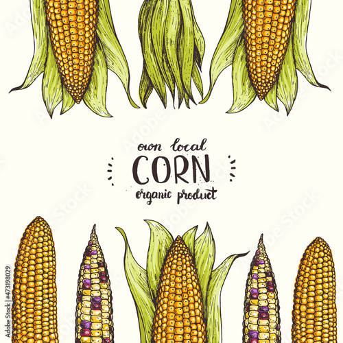 Corn on the cob hand drawn vector illustration. Top view frame. Corn set illustration. Colored corn, vintage design template.