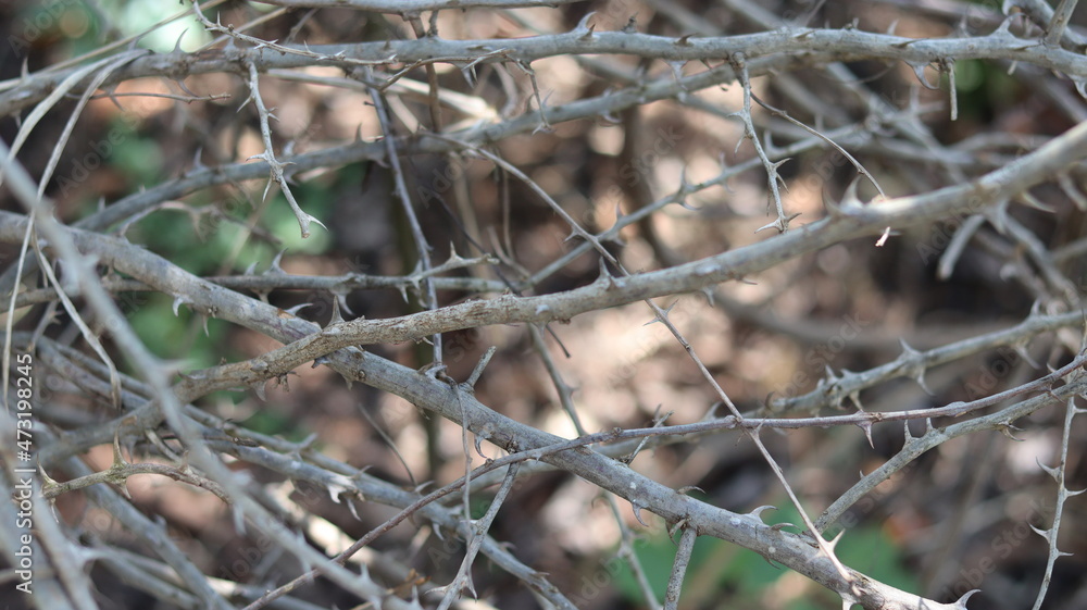 Dry glahos with thorns. Thorny branches. Dry thorns. Dry glahos with thorns. Thorny branches. Dry thorns.