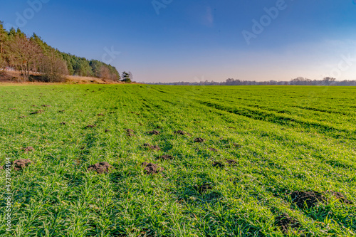 Bright green grass on a background of a transparent blue sky on a sunny autumn day. Moscow region. Floodplain of the Klyazma River.
