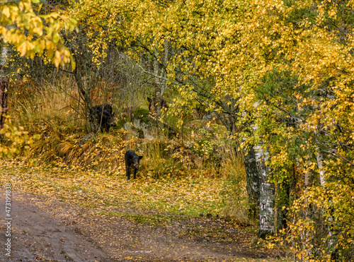 An unexpected meeting with wild boars while walking in Karelia.