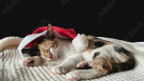 young, charming tricolor cat in a red cap santa's is sleeping on a blanket. Close up