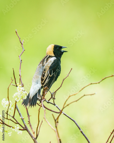 Perched Bobolink Calling