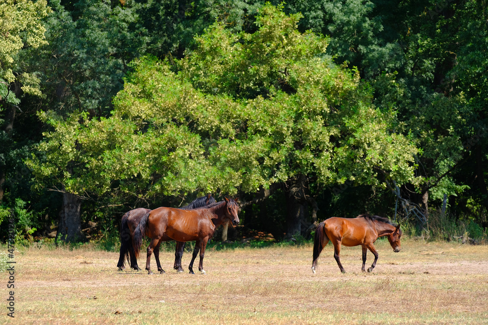 Wild horses of Letea Forest in the Danube Delta, Romania, Europe Wild horses of Letea Forest in the Danube Delta, Romania, Europe