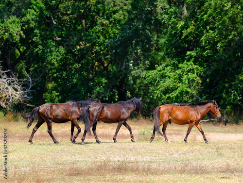 Letea forest, Tulcea county, Romania. Wild horses in Danube Delta. Natural reservation of Letea.