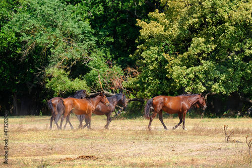 Letea forest, Tulcea county, Romania. Wild horses in Danube Delta. Natural reservation of Letea.