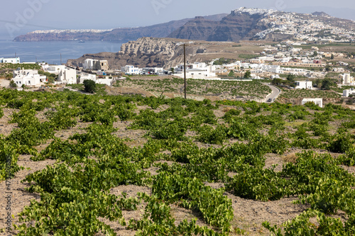 Assyrtiko - indigenous wine grape in wineyard on Santorini Island, Greece photo