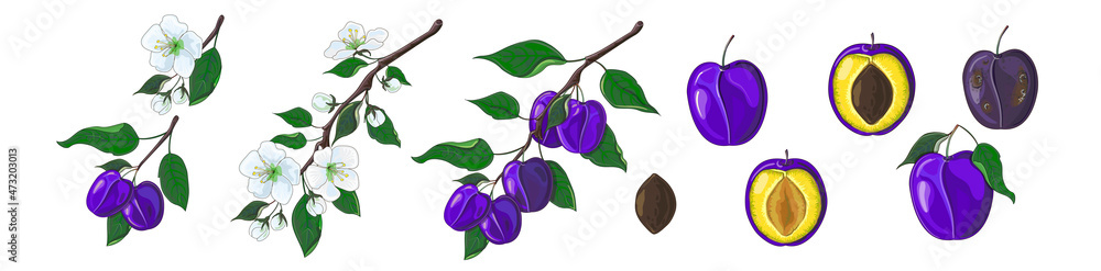 A set of plums - a branch of a blossoming plum and a branch with plums, a plum with a stone, with leaves, half and rotten. Fruits. Food. Stock vector illustration isolated on a white background.