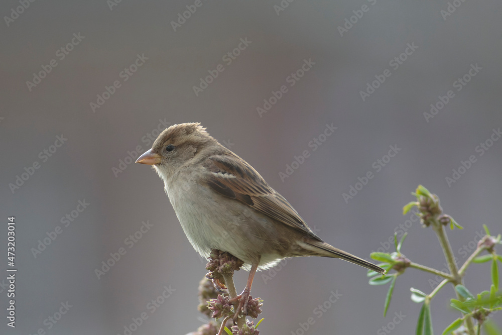 house sparrow Passer domesticus perching house sparrow Passer domesticus perching