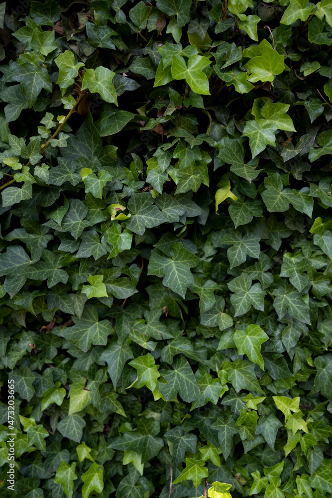 Green Wall creeper with leaves on stone built wall working on covering the wall Green Wall creeper with leaves on stone built wall working on covering the wall