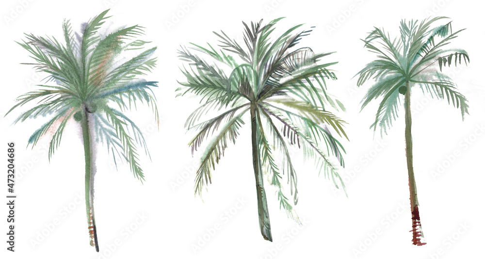 Set of three illustrations of green coconut trees painted in watercolor isolated on white background for art production