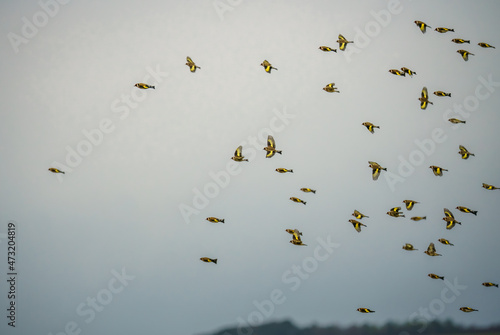 Obraz na plátne a large flock of Goldfinches (Carduelis carduelis) on the wing flying against a