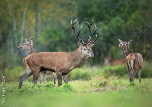 Photography European deer male buck ( Cervus elaphus ) during rut