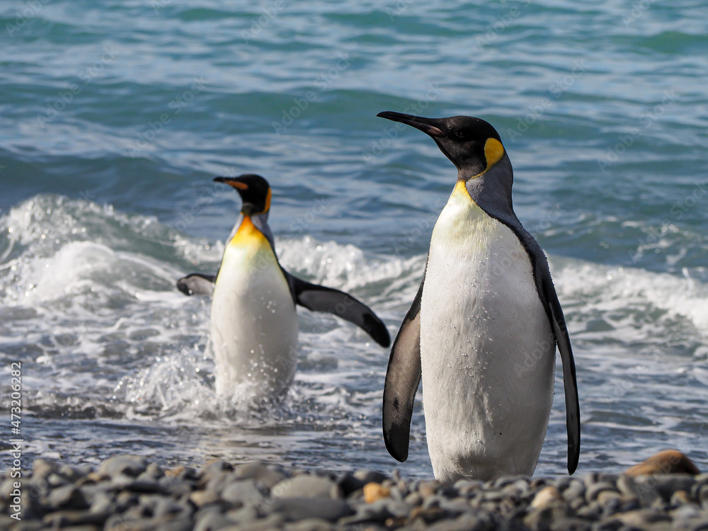 Fototapeta premium King Penguins