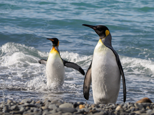 King Penguins