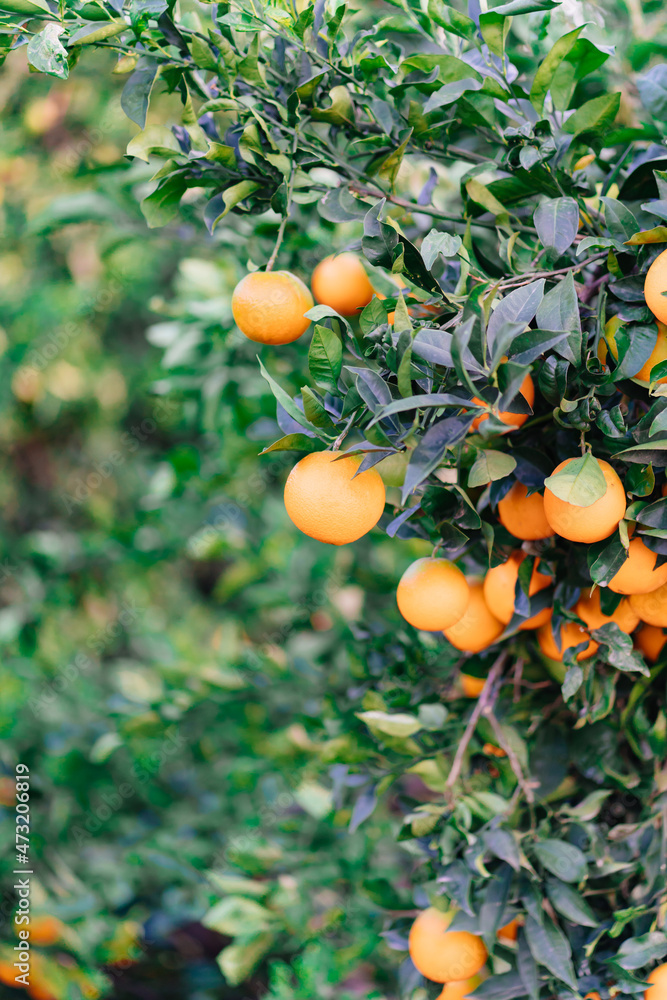 garden of orange trees. branches with citrus fruit. garden of orange trees. branches with citrus fruit.