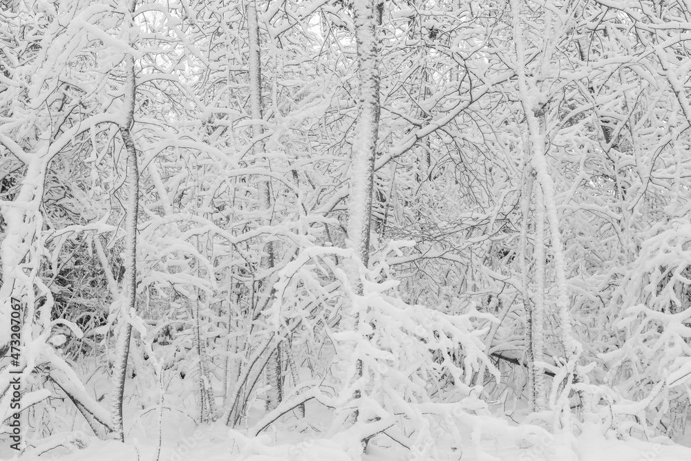 trees and branches covered with snow